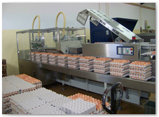 Vista Interior do Centro de Classificao de Ovos da Armovos