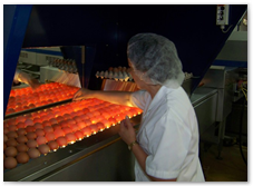 Vista Interior do Centro de Classificação de Ovos da Armovos